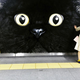 Illustration for article titled Tokyos Giant Cat Billboard Is Big Enough to Pet